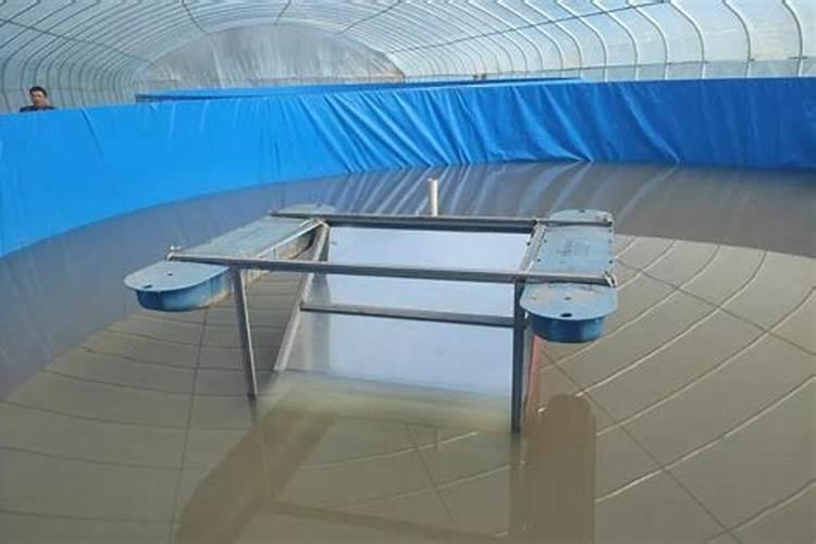 刚收到的白菊多肉要修根吗