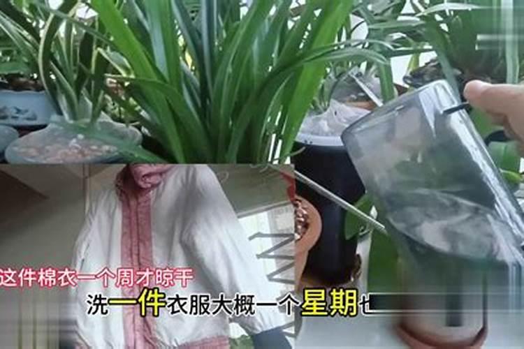 康乃馨怎么施肥？