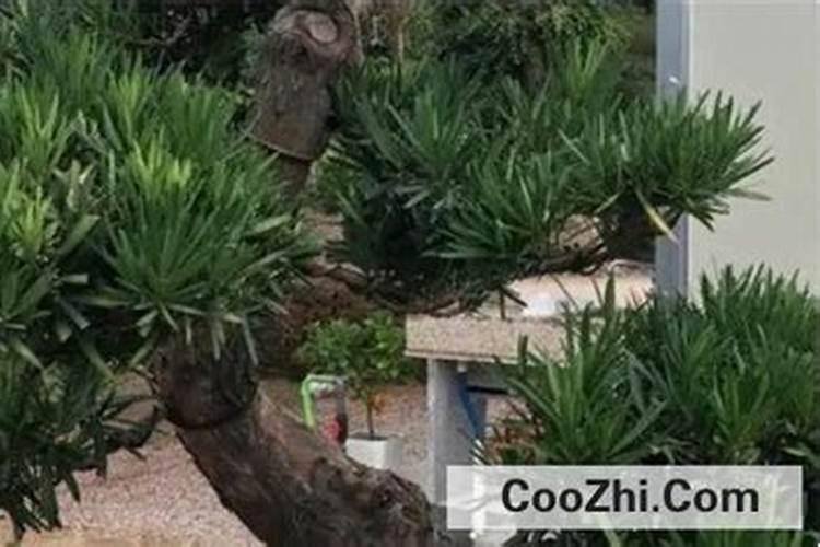 花施氮磷钾肥使用方法