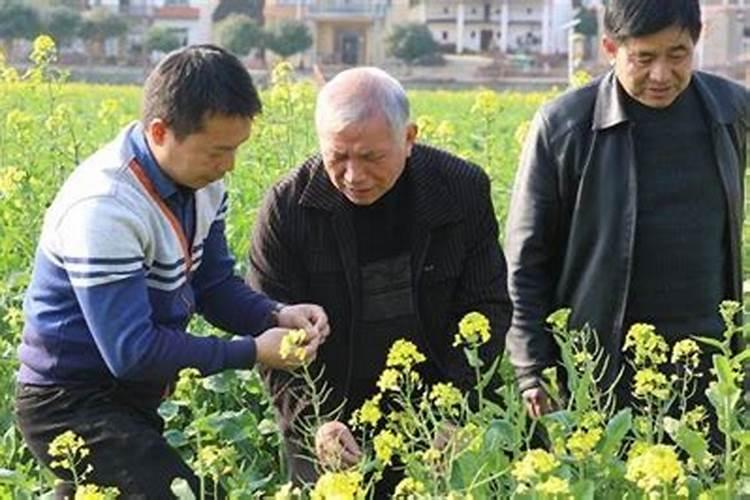 虎皮兰怎么养？需要什么肥料？