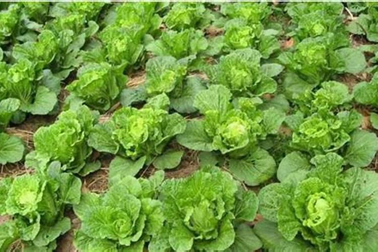 钙微量元素正常值是多少