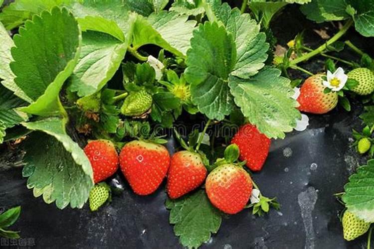 云天化集团有哪些化肥品牌