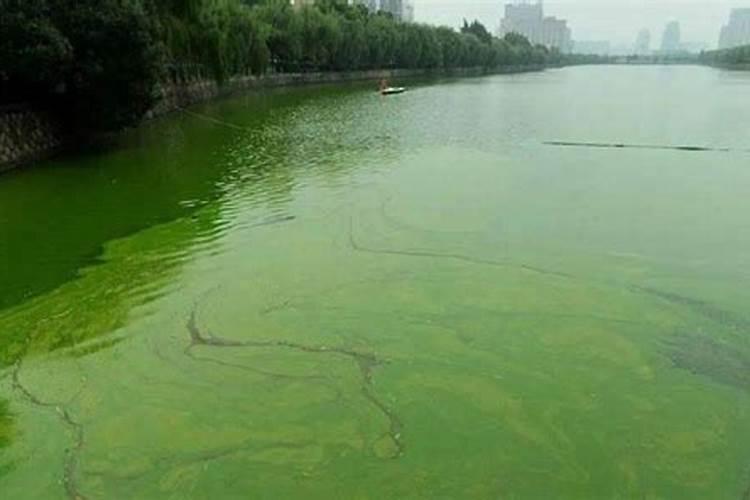 芹菜一亩地栽多少棵苗