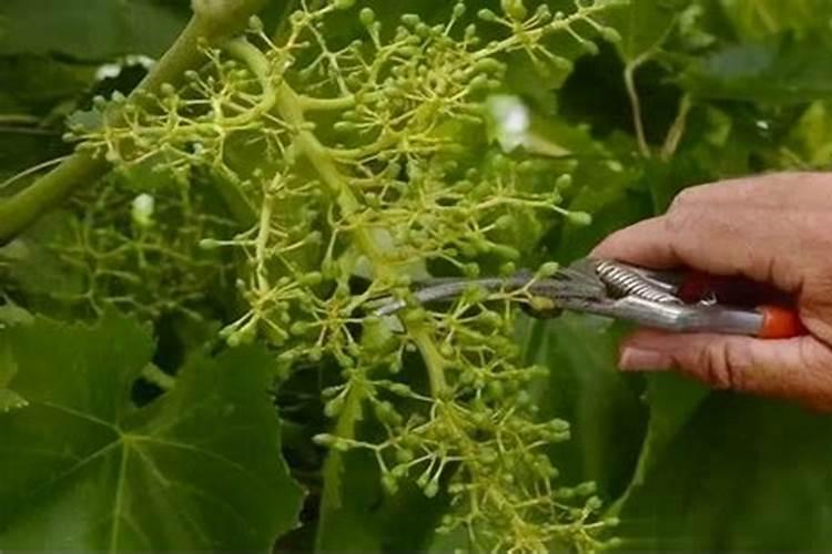 葡萄萌芽整齐打什么肥料