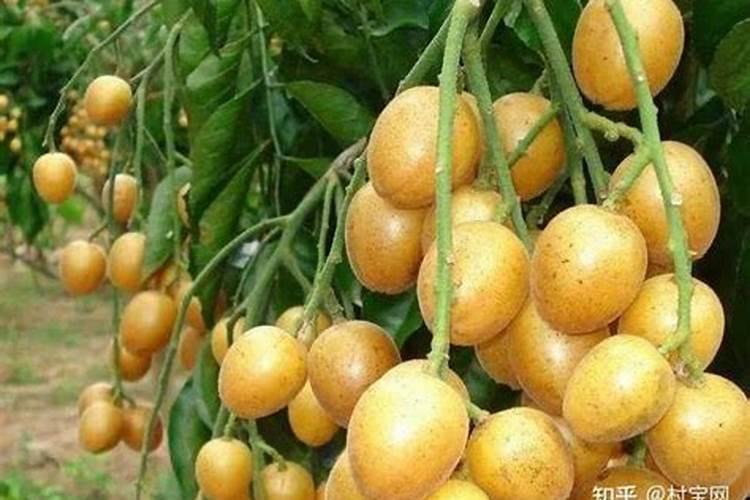黄皮果树施肥要科学,该怎么施肥效果好？
