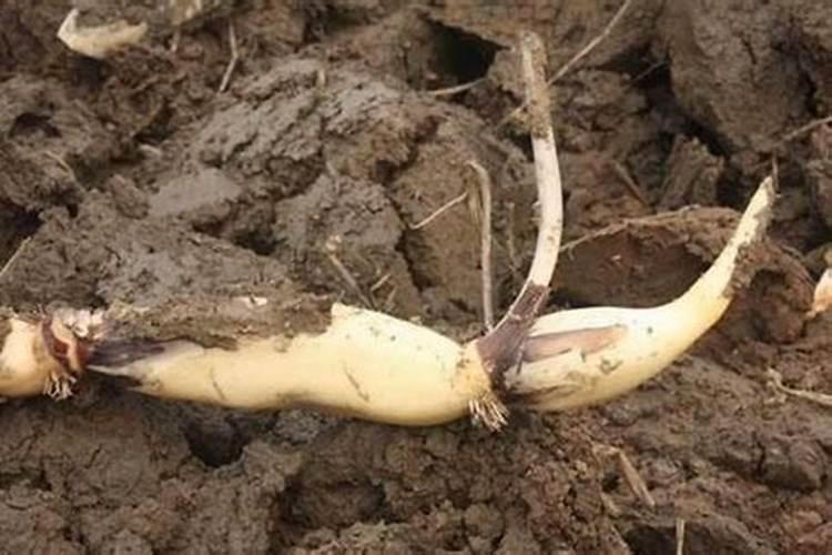 白菜,青菜,芹菜出苗后等到多长时间可以下肥