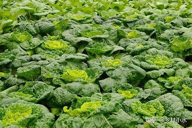 小白菜出芽后几天浇肥 可以施复合肥吗