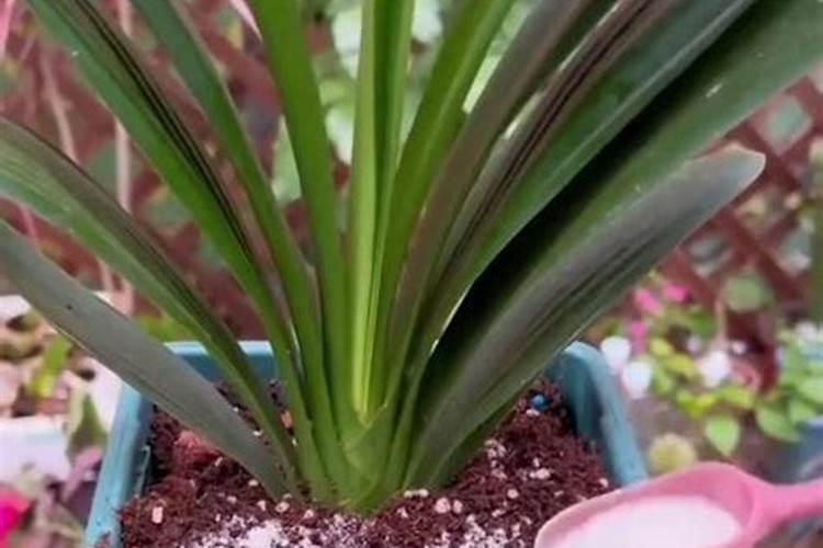 怎样给君子兰施肥 君子兰施肥技巧