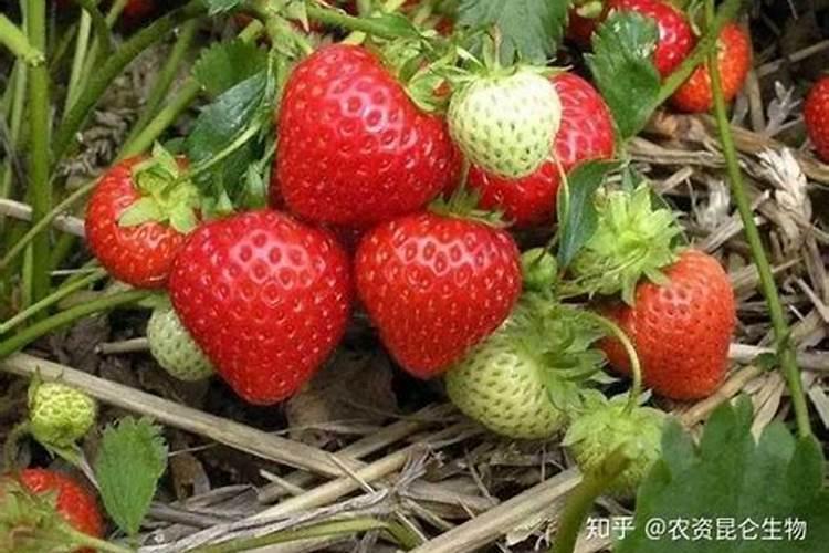 一般给草莓施什么肥最好