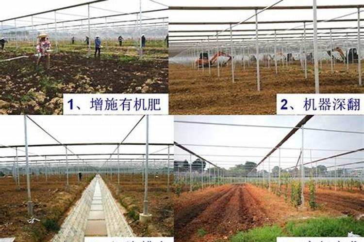 葡萄谢花后施什么肥好