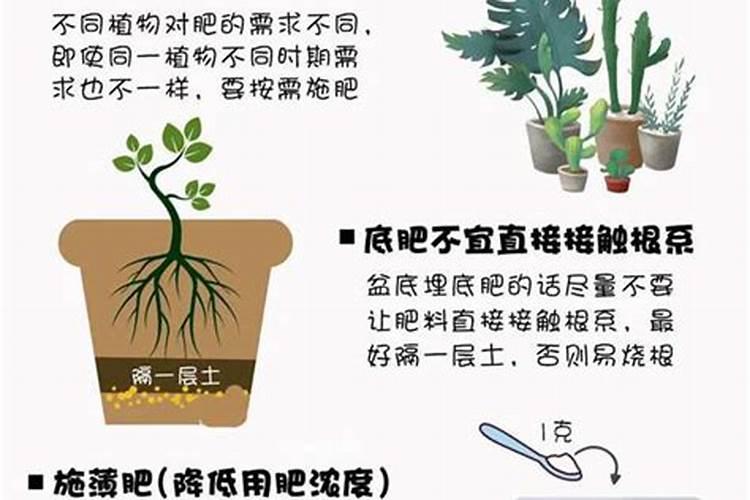 月季花如何施肥？