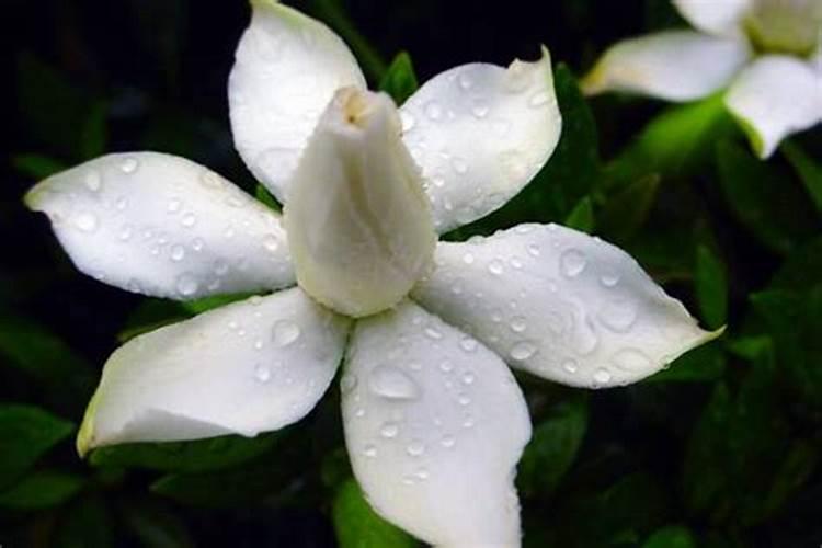 栀子花打苞能施肥吗