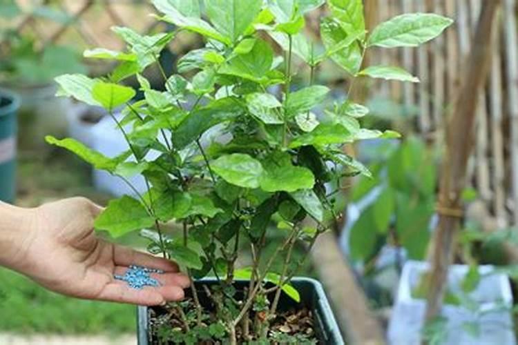 茉莉花4季施肥方法(茉莉花四季施肥攻略,养出繁花似锦的美丽植株)百度...