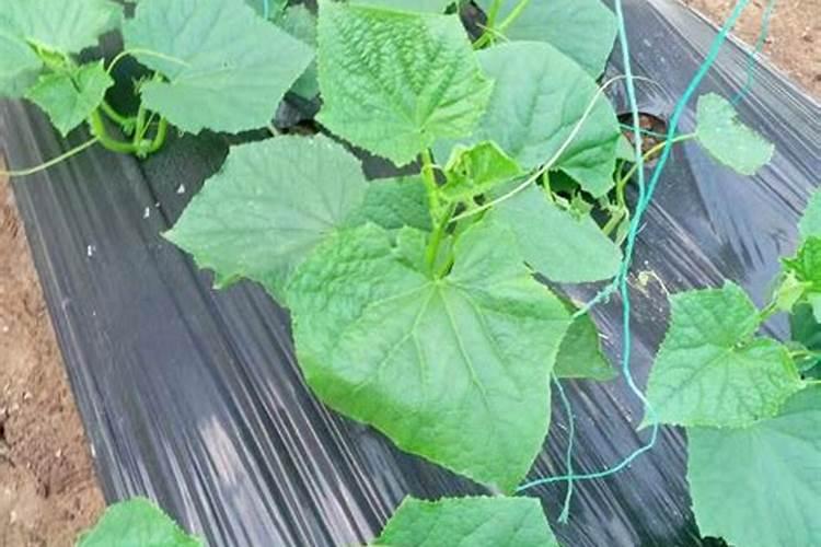 黄瓜用平衡肥好还是高钾肥 黄瓜用什么肥料好