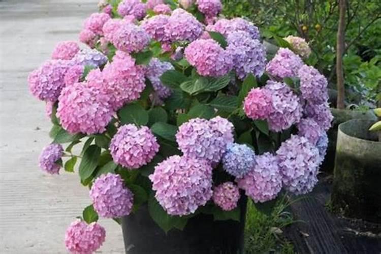 萝卜在室外多少度会冻坏