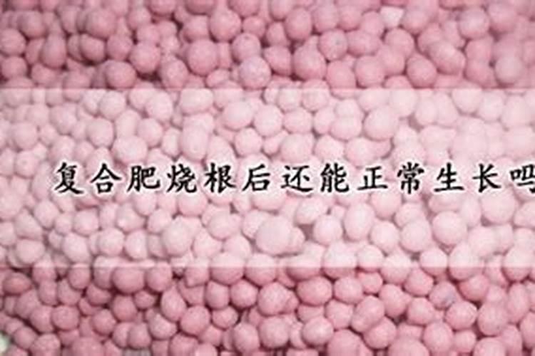 硫酸钾复合肥多久就不烧根了呢？