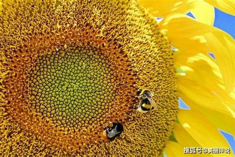 富贵树怎么繁殖 富贵树修剪方法