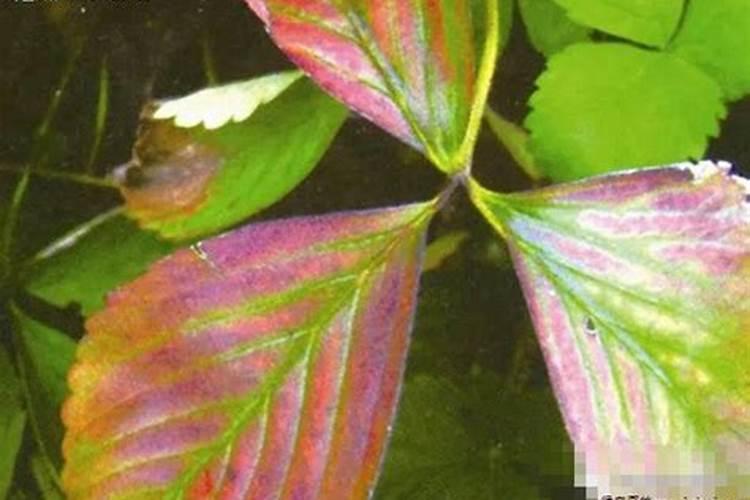 植株矮小叶片暗绿带红