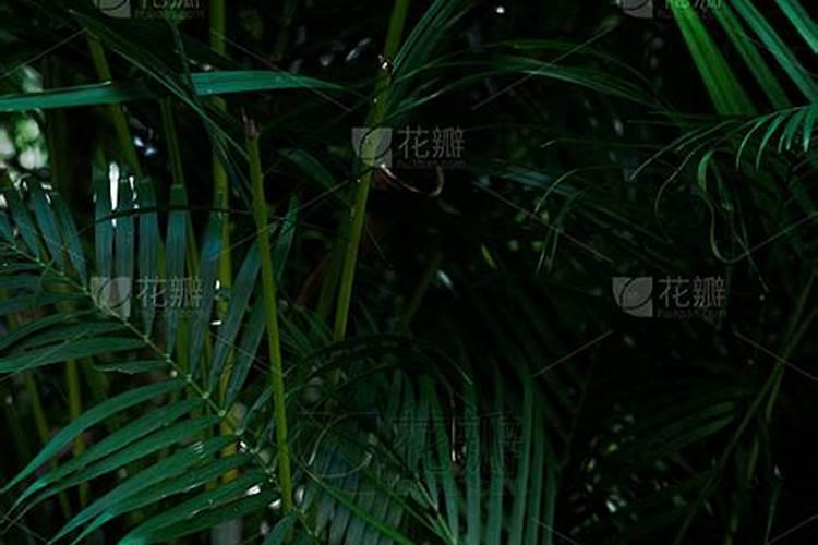 桂花树叶子为什么会变红
