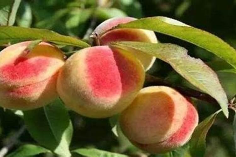 芭乐果的正确吃法