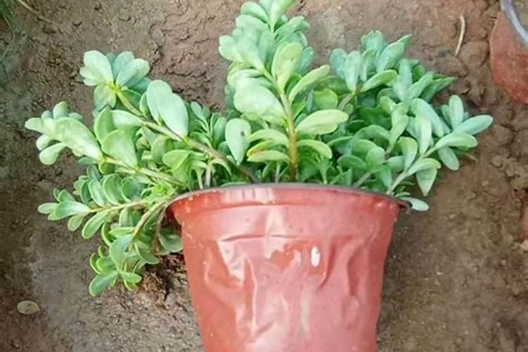 一盆绿萝放几粒复合肥