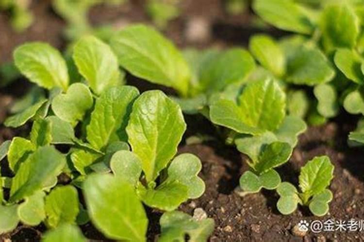 服盆期的多肉怎么养护