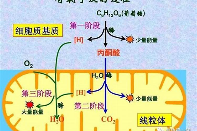 月季夏季施肥时间和方法