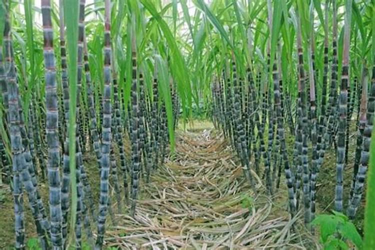 甘蔗施肥应该施什么样的钾肥为好