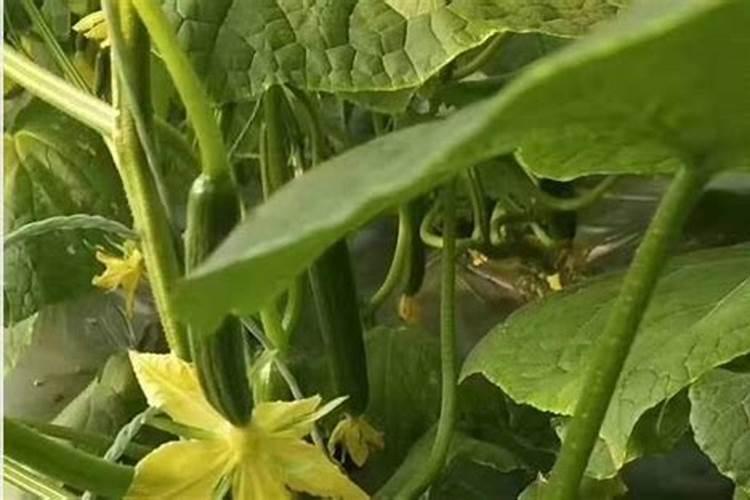 与红菜苔相克的食物有哪些
