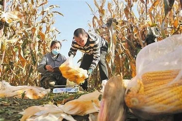 胺鲜酯作用及用法 胺鲜酯怎么用