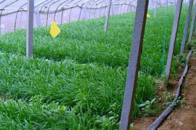 大棚韭菜种植注意什么 大棚韭菜种植注意事项