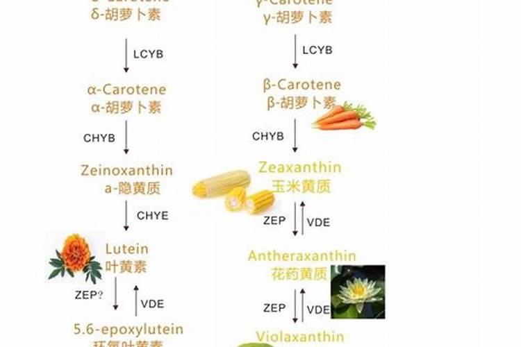 蝴蝶兰如何修剪花苞快速成型