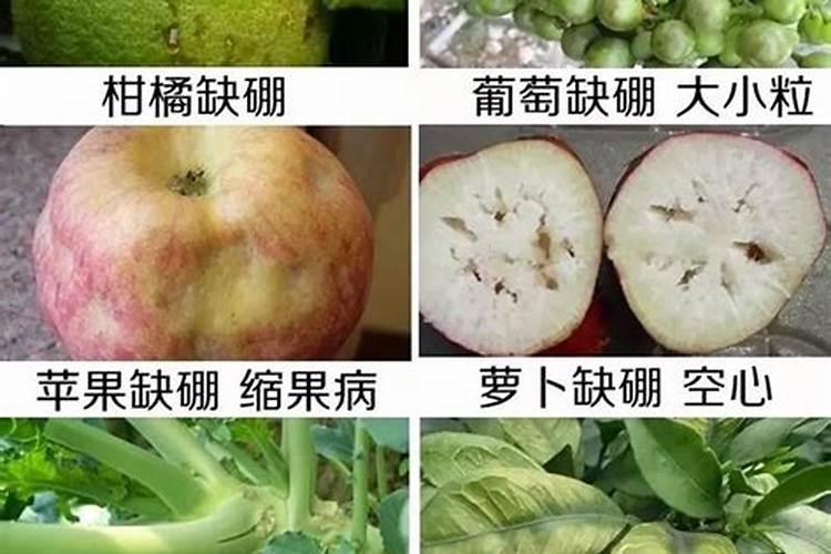 让多肉叶片肥厚施什么肥？