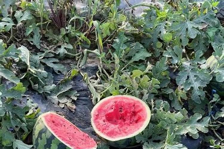 西瓜用什么肥料好