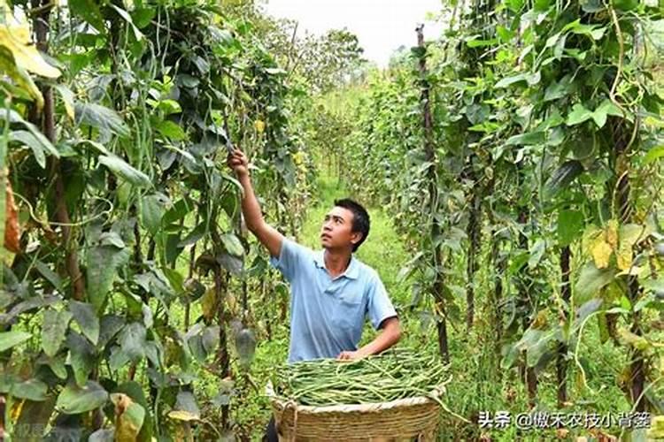 豆角保花保果农药最佳配方