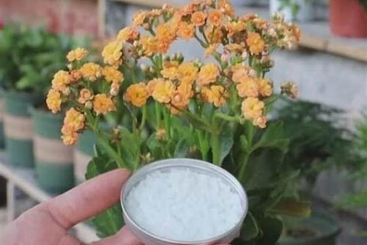 长寿花冻了还能有补救办法