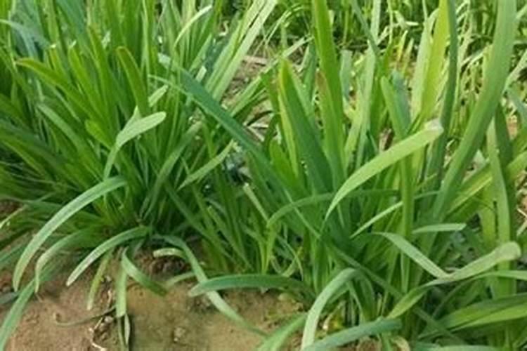 韭菜追肥用什么肥料好
