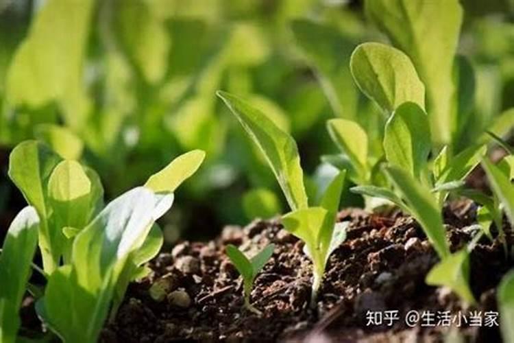 阳台种花怎样自制肥料 自制肥料用什么最好