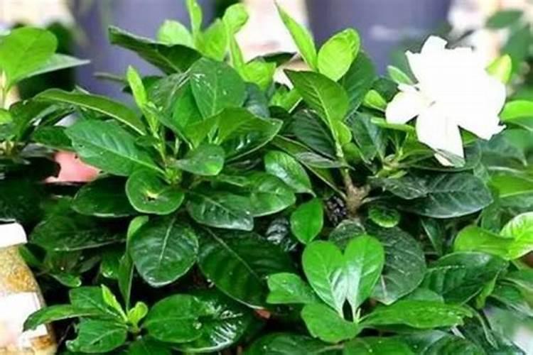栀子花多久施肥一次 栀子花多久施肥一次介绍