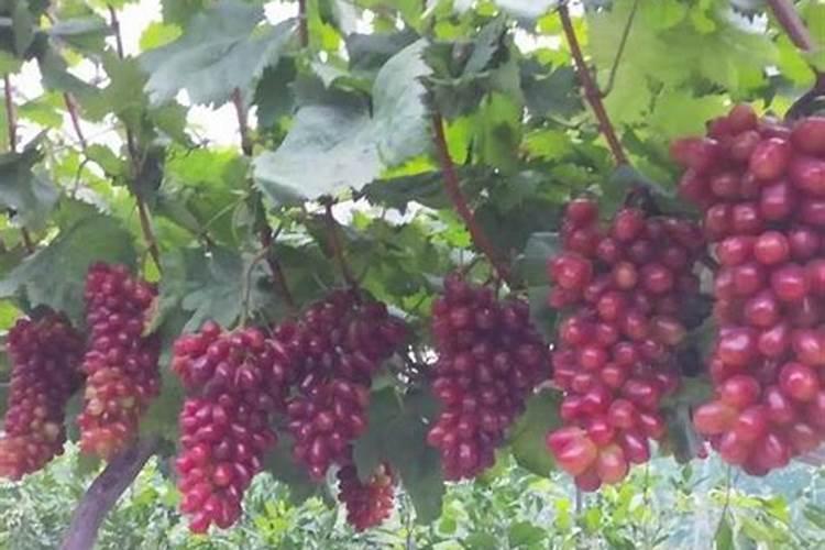 葡萄转色期用什么肥料好 可以使用硝酸钾吗