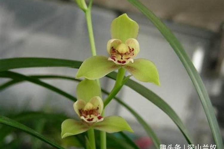 兰花怎样施肥 兰花如何施肥