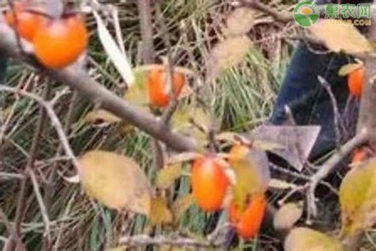 腐熟有机肥有哪些