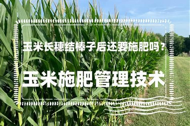 玉米结棒子时要加肥吗？