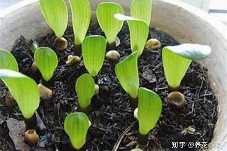 君子兰幼苗怎么养