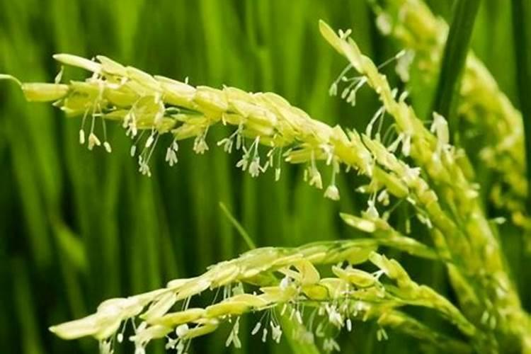 苯醚甲环唑与叶面肥混用水稻孕穗杨花期能打吗？