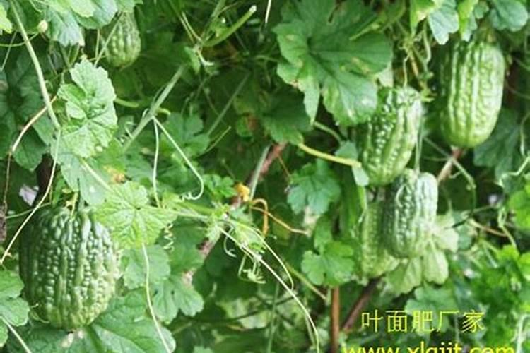 苦瓜用什么肥料最好,怎么施肥
