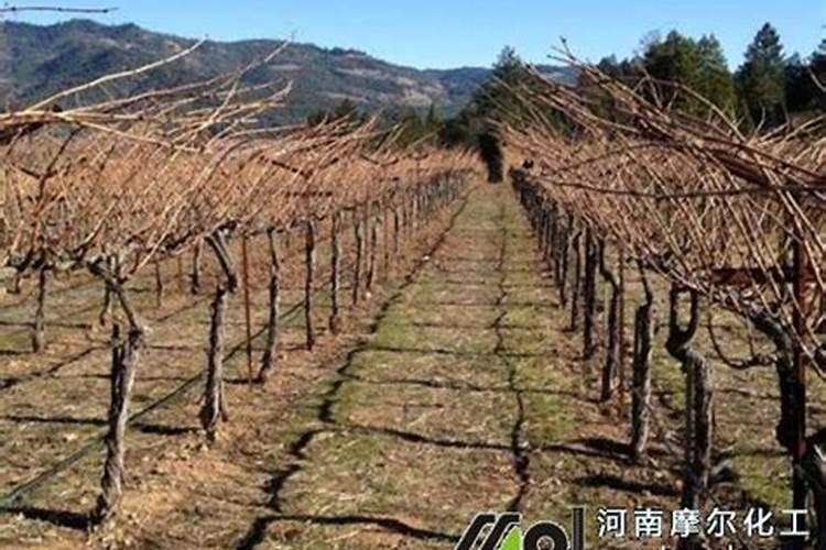 葡萄在第二次膨大期用301020水溶肥可以吗？
