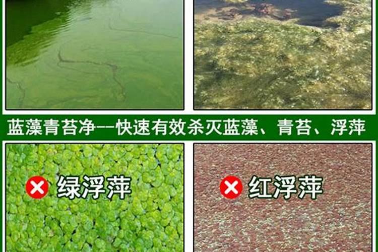 过磷酸钙能否消除池塘蓝藻