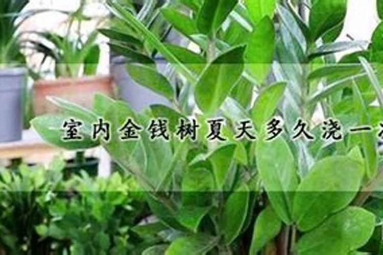 金钱树夏天可以施肥吗
