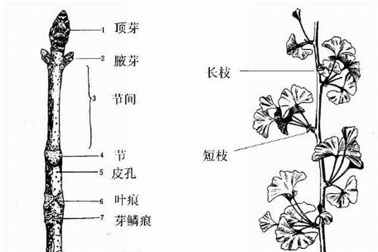 辣椒什么病,如何治疗